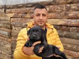 Safkan Labrador Yavruları