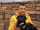 Safkan Labrador Yavruları