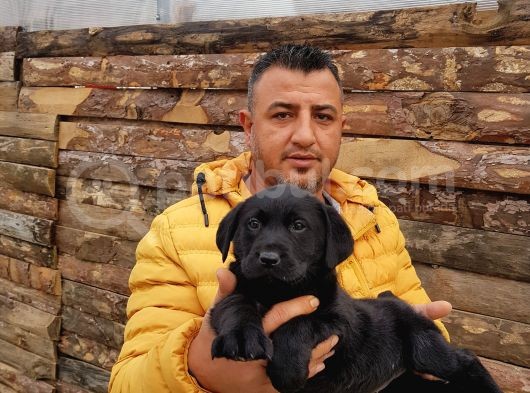 Safkan Labrador Yavruları görsel