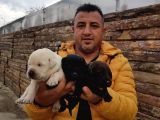 Safkan Labrador Yavruları