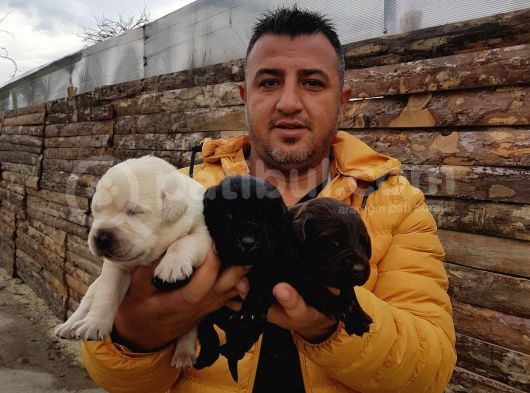 Safkan Labrador Yavruları görsel
