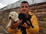 Safkan Labrador Yavruları