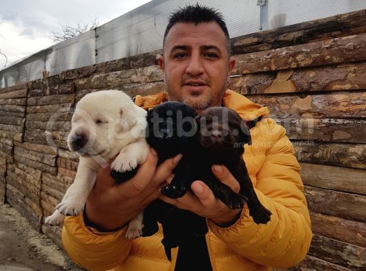 Safkan Labrador Yavruları görsel