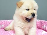 CHOW CHOW YAVRULARIMIZ