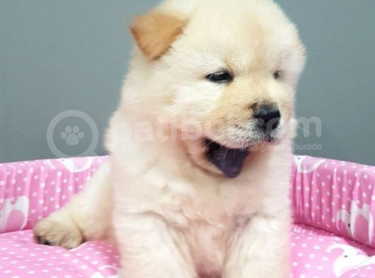 Chow Chow Yavrularimiz