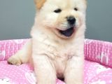 Chow Chow Yavrularimiz