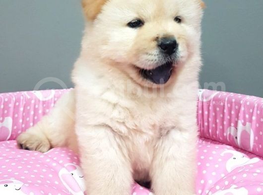 Chow Chow Yavrularimiz görsel