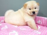 Chow Chow Yavrularimiz