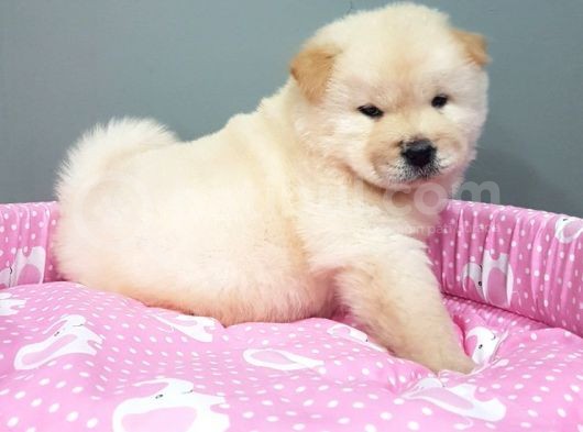 Chow Chow Yavrularimiz görsel