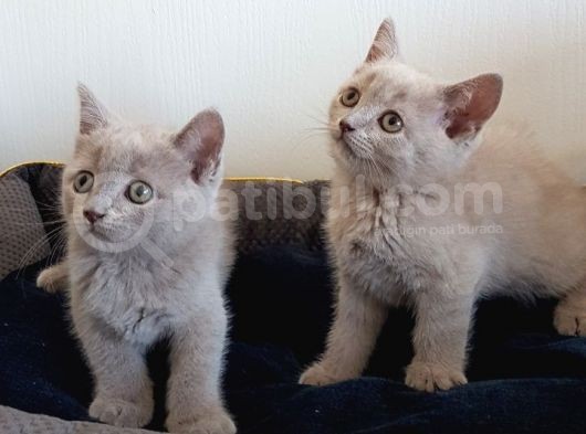 British Shorthair Yavruları
