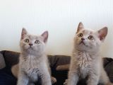 British Shorthair Yavruları