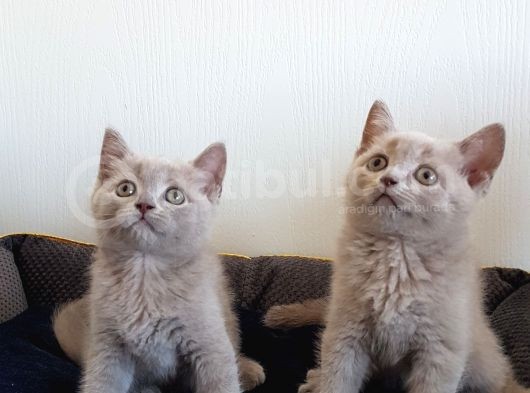 British Shorthair Yavruları görsel