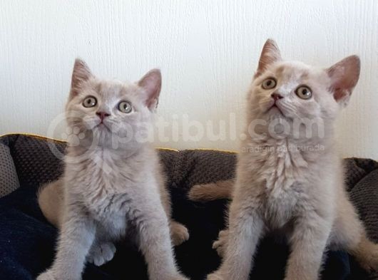 British Shorthair Yavruları görsel