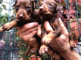 Irk Garantili Efsane King Doberman Yavrularımız