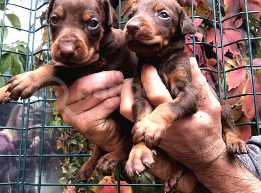 Irk Garantili Efsane King Doberman Yavrularımız görsel