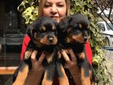 Dev Gibi Muhteşem Rottweiller Yavrularımız