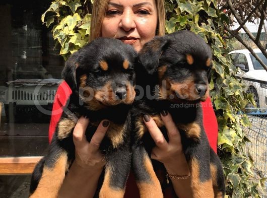 Dev Gibi Muhteşem Rottweiller Yavrularımız görsel