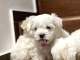Mini Sevimli Maltese Yavrular