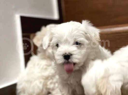 Mini Sevimli Maltese Yavrular