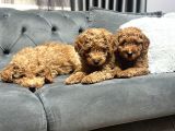 Kivircik Tüylü Kendi̇ Yavrularimiz Orji̇nal Poodle Erkek