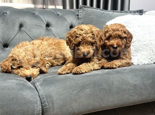 Kivircik Tüylü Kendi̇ Yavrularimiz Orji̇nal Poodle Erkek görsel