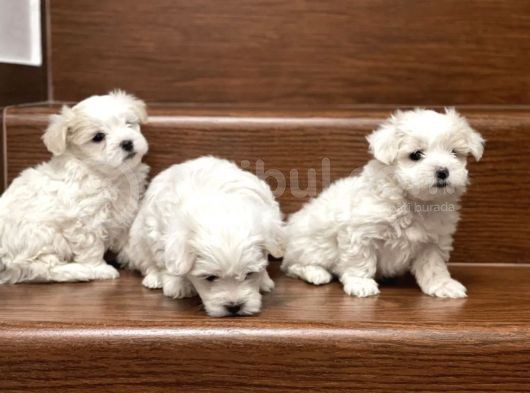 Mini Sevimli Maltese Yavrular görsel
