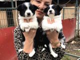 Zeki Sevimli Oyuncu Border Collie Yavrularımız