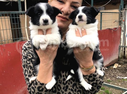 Zeki Sevimli Oyuncu Border Collie Yavrularımız görsel