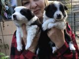 Irk Garantili Efsane Border Collie Yavrularımız