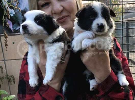 Irk Garantili Efsane Border Collie Yavrularımız görsel
