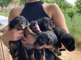 Doberman Yavrularıdoberman Yavrularım Sağlık Ve Garantilidir