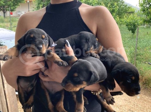 Doberman Yavrularıdoberman Yavrularım Sağlık Ve Garantilidir görsel