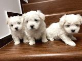 Mini Sevimli Maltese Yavrular