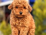 RED MİNİ TOY POODLE YAVRULAR