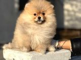 Teddy Face Pomeranian Boo Bebeklerimiz