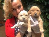 Bebek Yüzlü Küt Burunlu Golden Retriever Yavrularımız