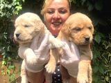 Bebek Yüzlü Küt Burunlu Golden Retriever Yavrularımız