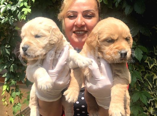 Bebek Yüzlü Küt Burunlu Golden Retriever Yavrularımız görsel