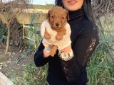 Toy Poddle Yavrularım Sağlık Ve Irk Garantilid
