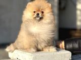 Teddy Face Pomeranian Boo Bebeklerimiz