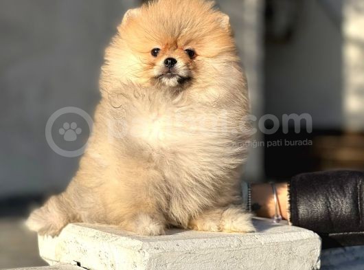 Teddy Face Pomeranian Boo Bebeklerimiz görsel