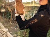 Toy Poddle Yavrularım Sağlık Ve Irk Garantilid