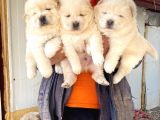 A Kali̇te Chow Chow Yavrulari