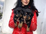 Rotweiller Yavrularım Sağlık Ve Irk Garantilid 