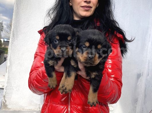 Rotweiller Yavrularım Sağlık Ve Irk Garantilid  görsel