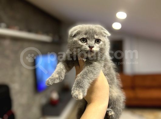 Scotti̇sh Fold Sevi̇mli̇ Bebekler görsel