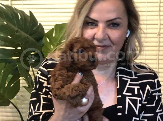 Irk gar efsane Toy Poodle Yavrularımız