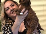 Irk Gar Efsane Toy Poodle Yavrularımız