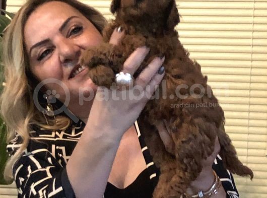 Irk Gar Efsane Toy Poodle Yavrularımız görsel