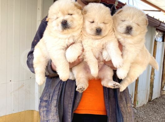 A Kali̇te Chow Chow Yavrulari görsel
